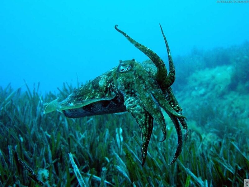 Cuttlefish in seagrass