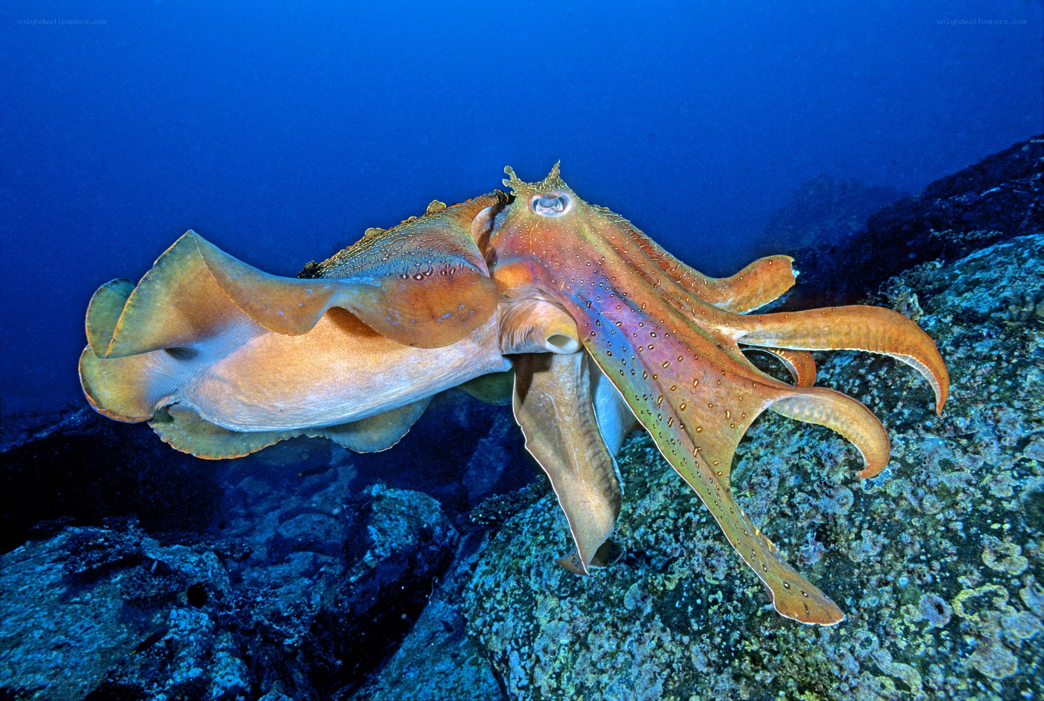 Cuttlefish in the ocean