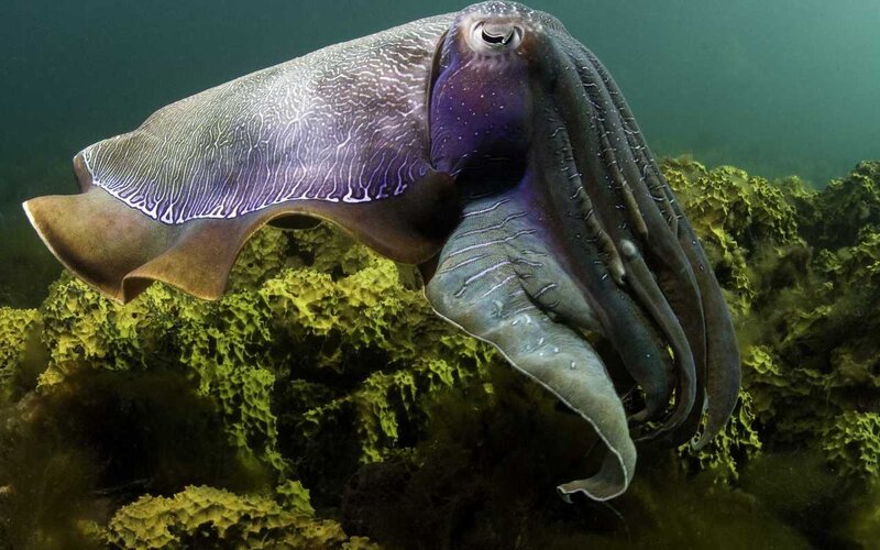 Cuttlefish in underwater environment