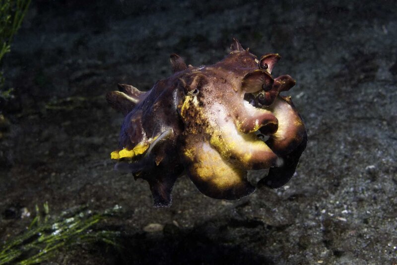 Cuttlefish in underwater environment