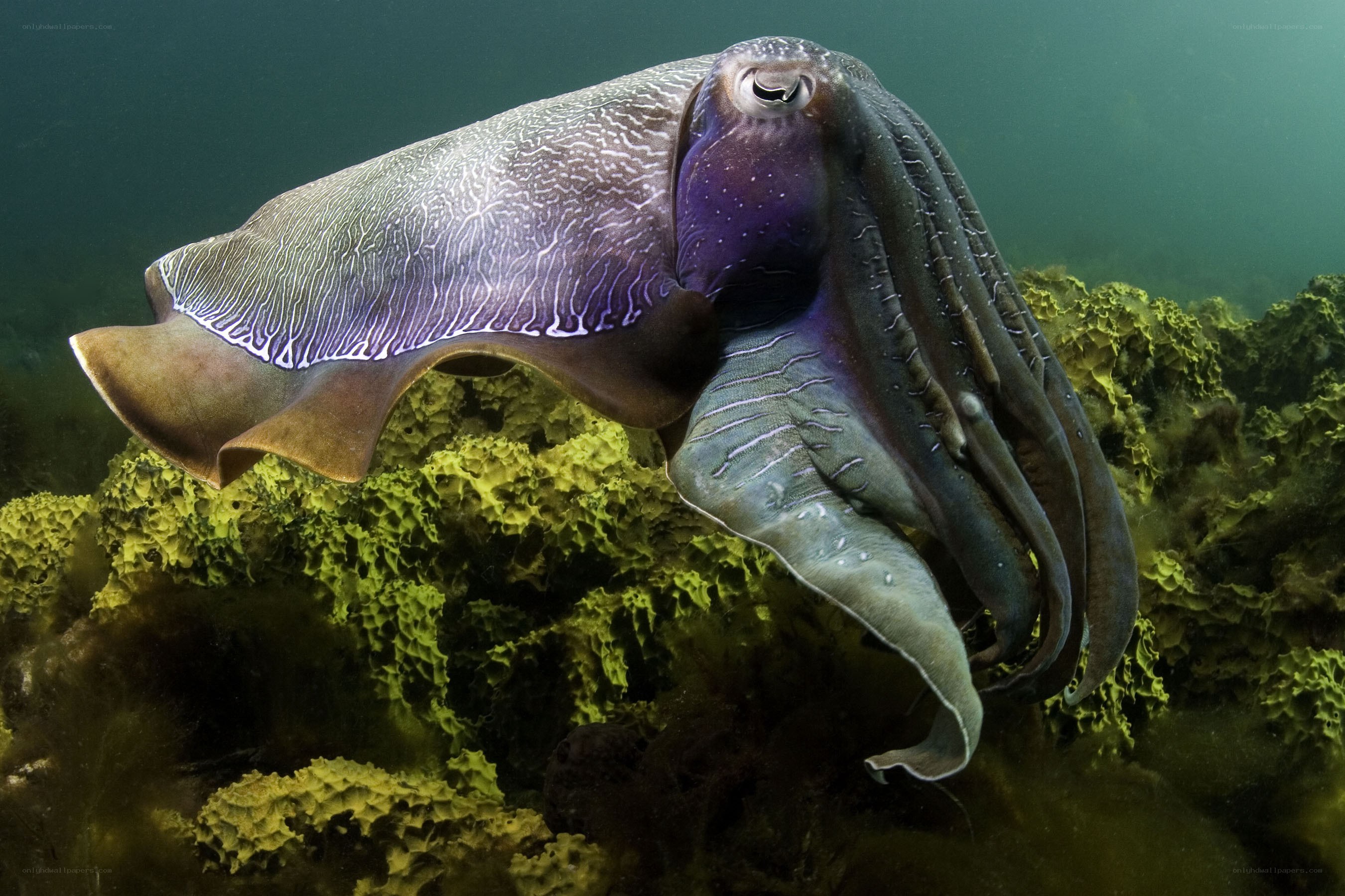 Cuttlefish in underwater environment
