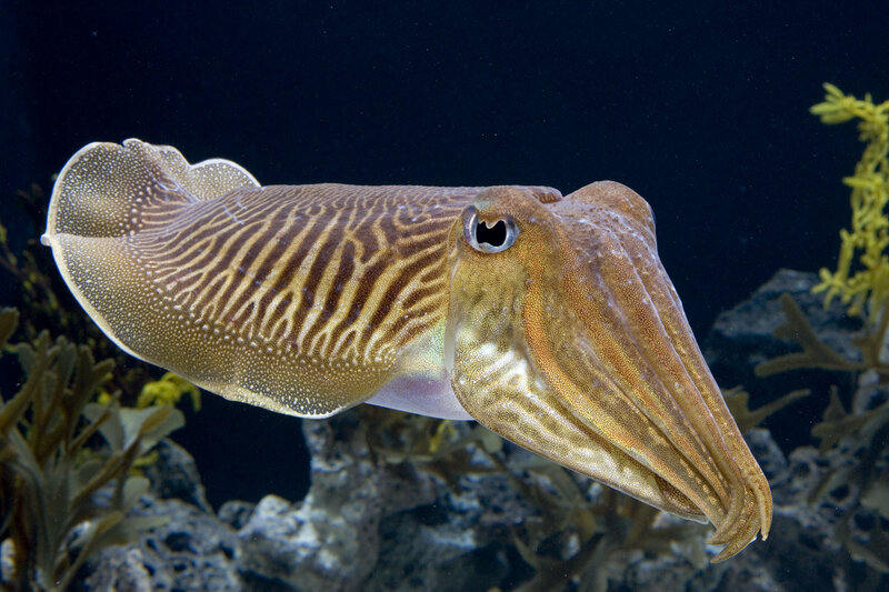 Cuttlefish in Water