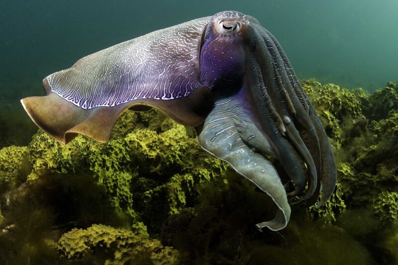 Cuttlefish on a reef