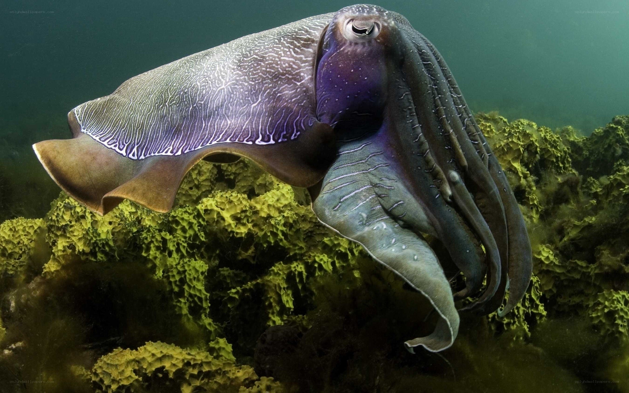 Cuttlefish on a reef