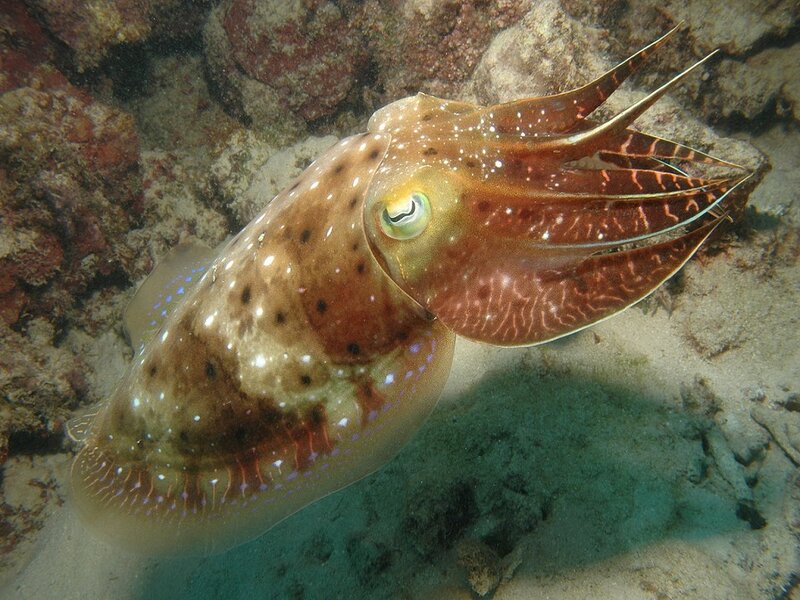 Cuttlefish on Ocean Floor