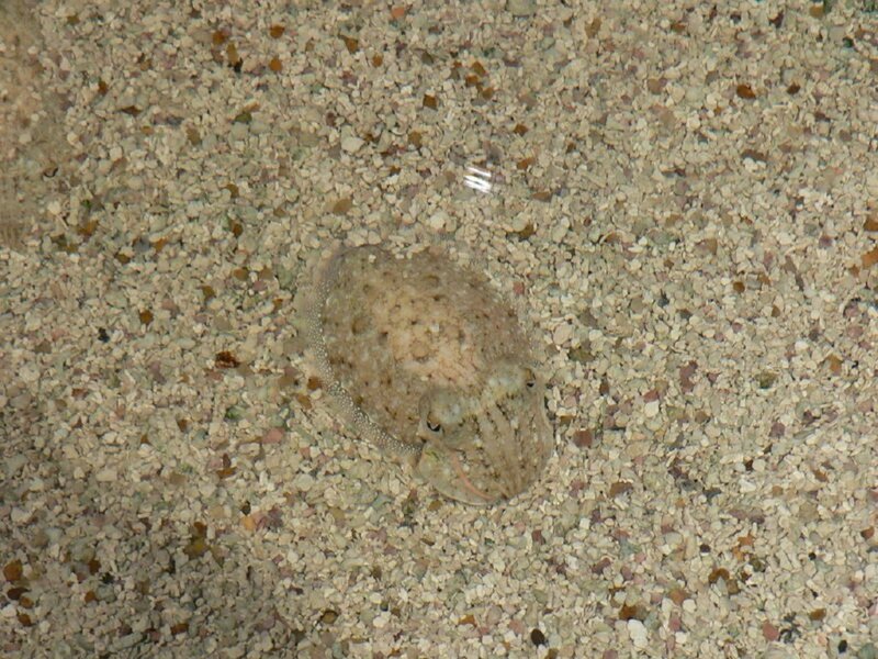Cuttlefish on Sand