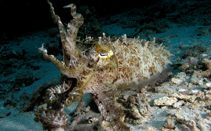 Cuttlefish on the ocean floor