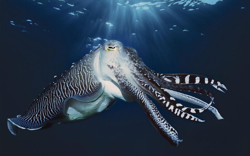 Cuttlefish Underwater — Blue, Dramatic