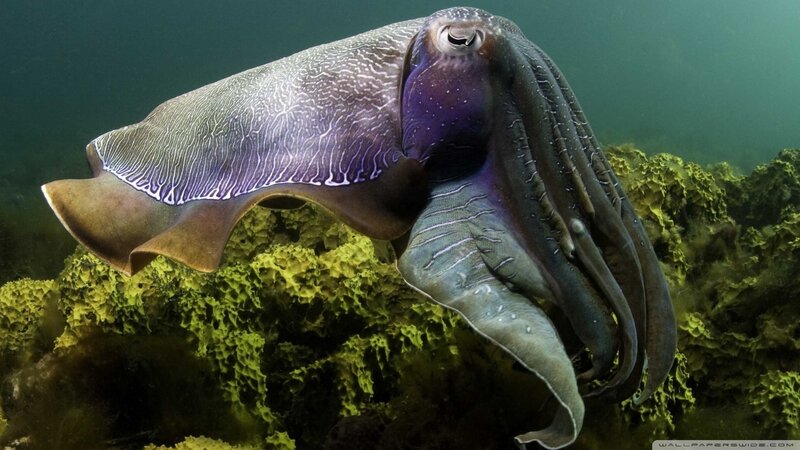 Cuttlefish Underwater — Green