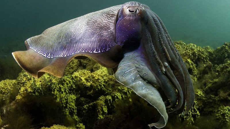 Cuttlefish Underwater — Purple