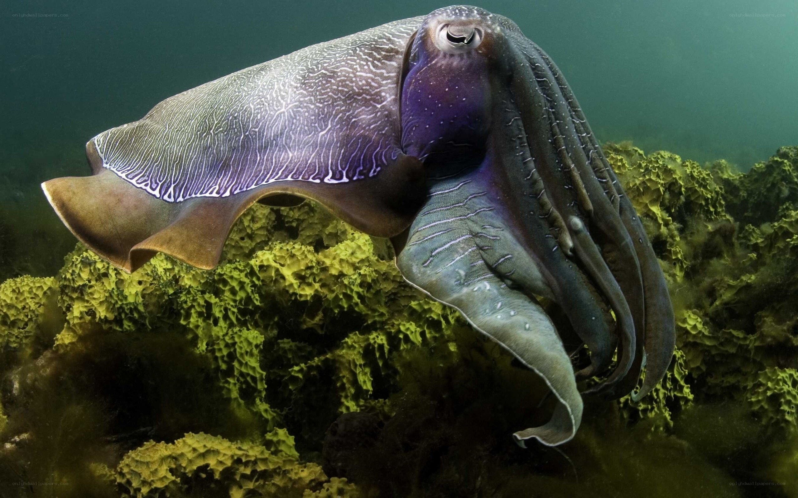 Cuttlefish underwater