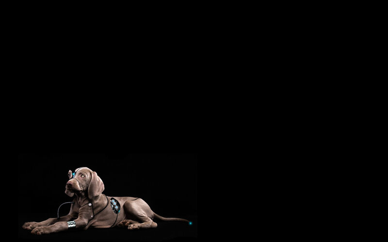 cyborg dog on black background