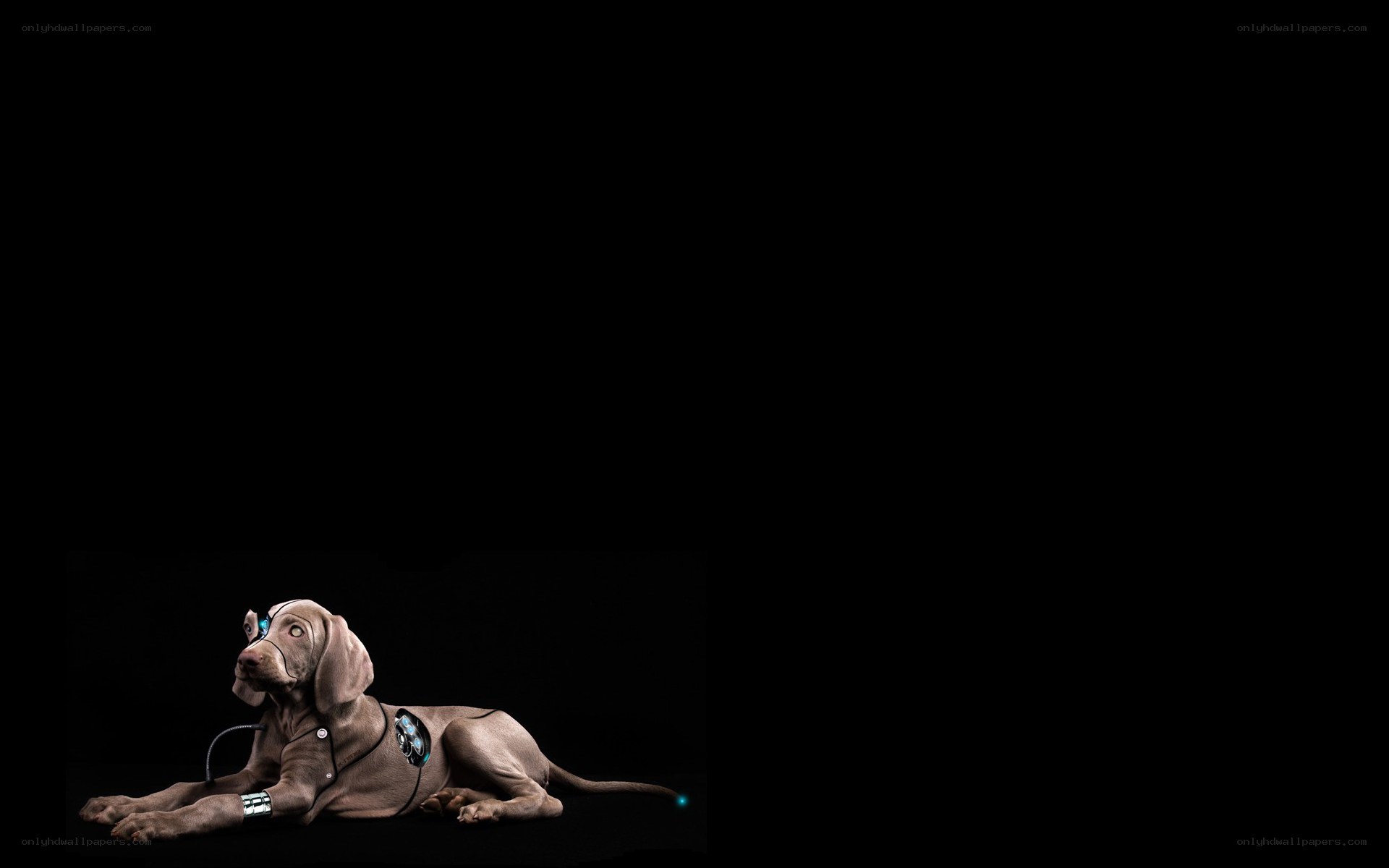 cyborg dog on black background
