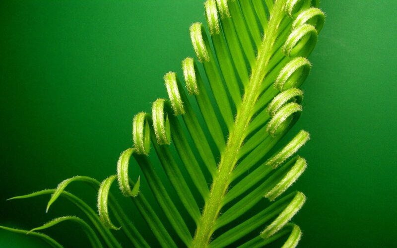 Cycad frond unfurling