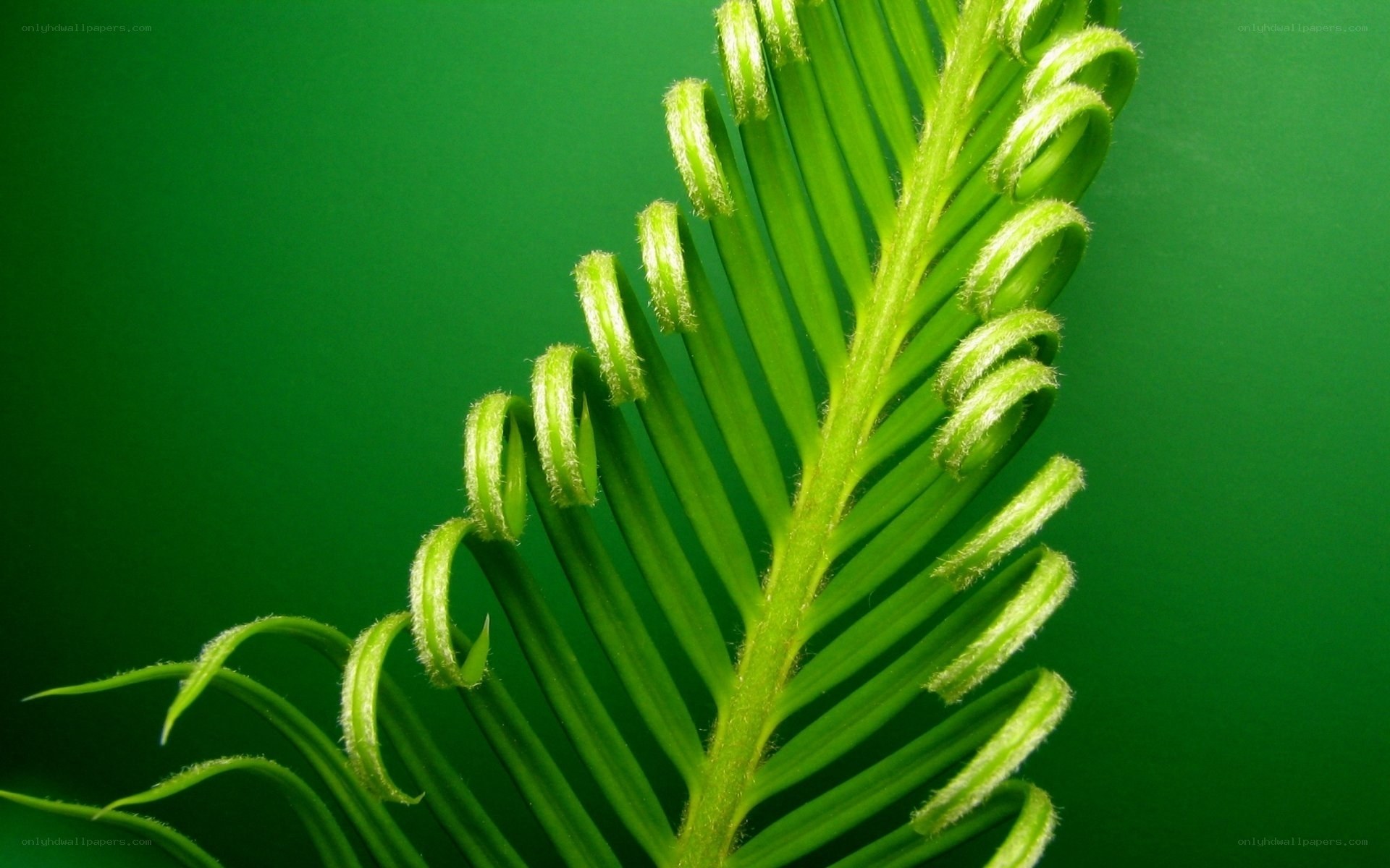 Cycad frond unfurling