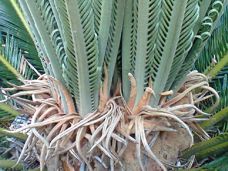 Cycad Plant Base