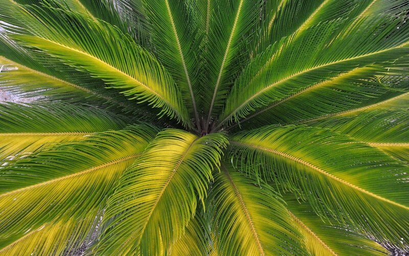 Cycad Plant Fronds — Green, Natural, Photograph