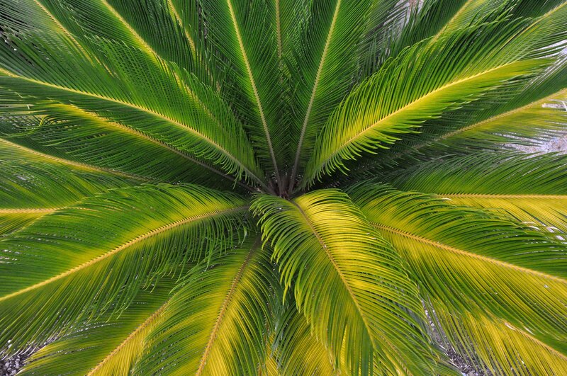 Cycad Plant Fronds — Green, Natural