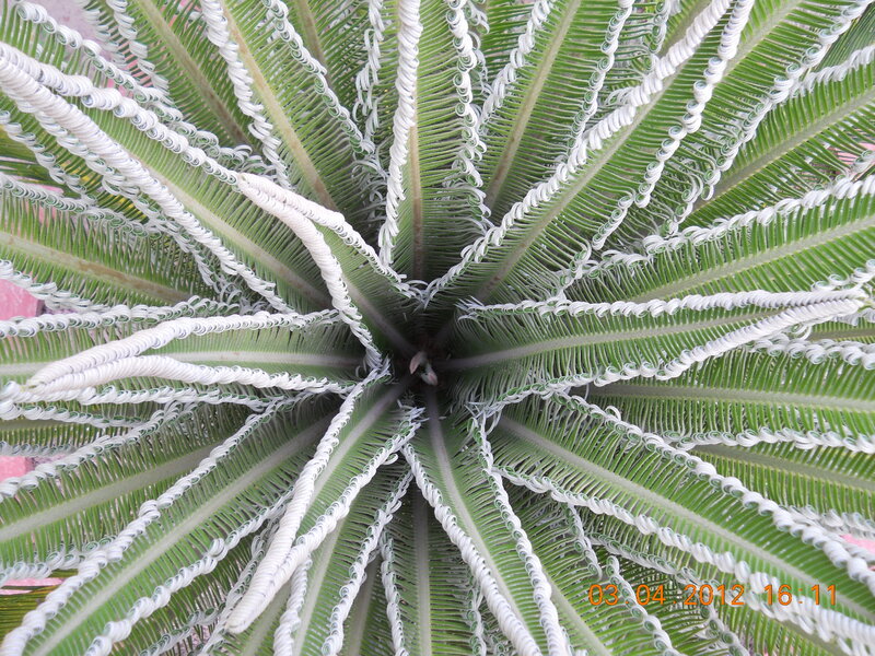 Cycad Plant Fronds — Green