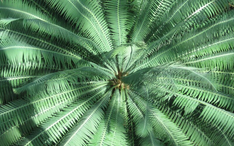 Cycad Plant Fronds
