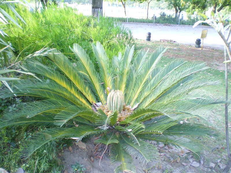 Cycad plant in a park