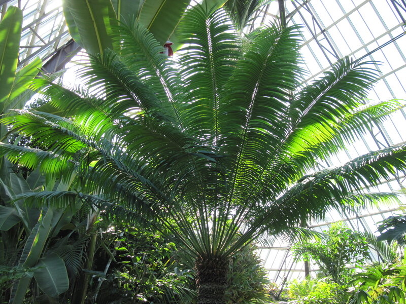 Cycad Plant in Greenhouse — Green