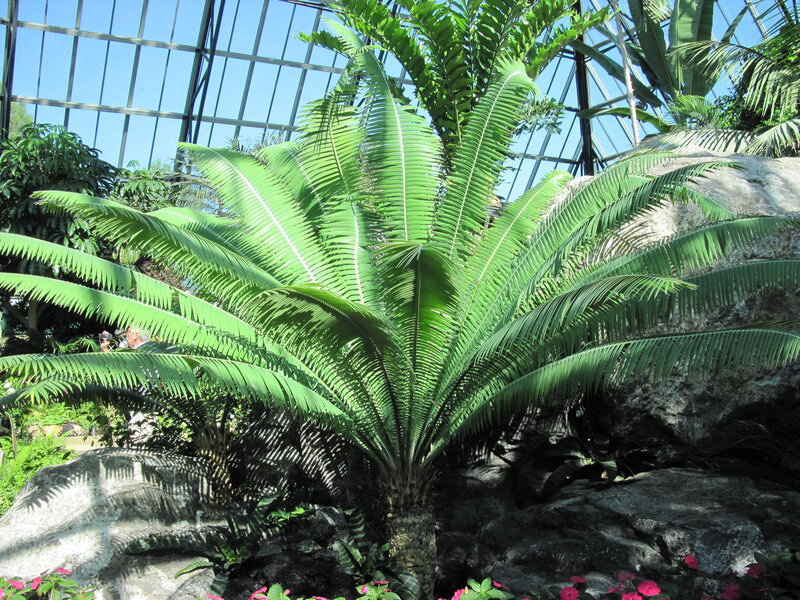 Cycad Plant in Greenhouse