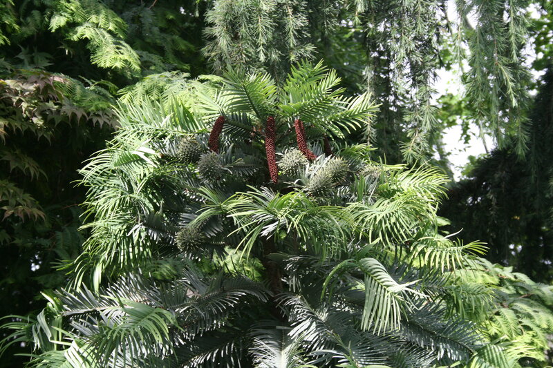 Cycad Plant with Cones — Green