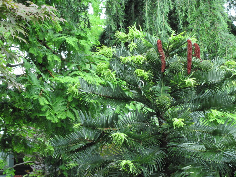 Cycad Plant with Cones