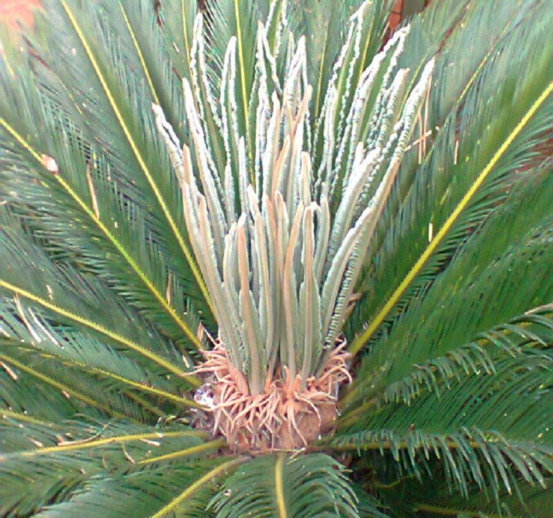 Cycad Plant with Fronds