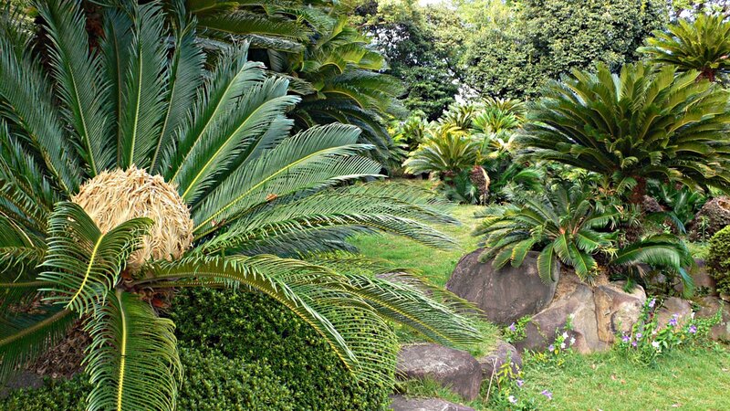 Cycad Plants in Garden