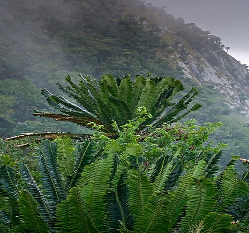 Cycad Plants on Mountain
