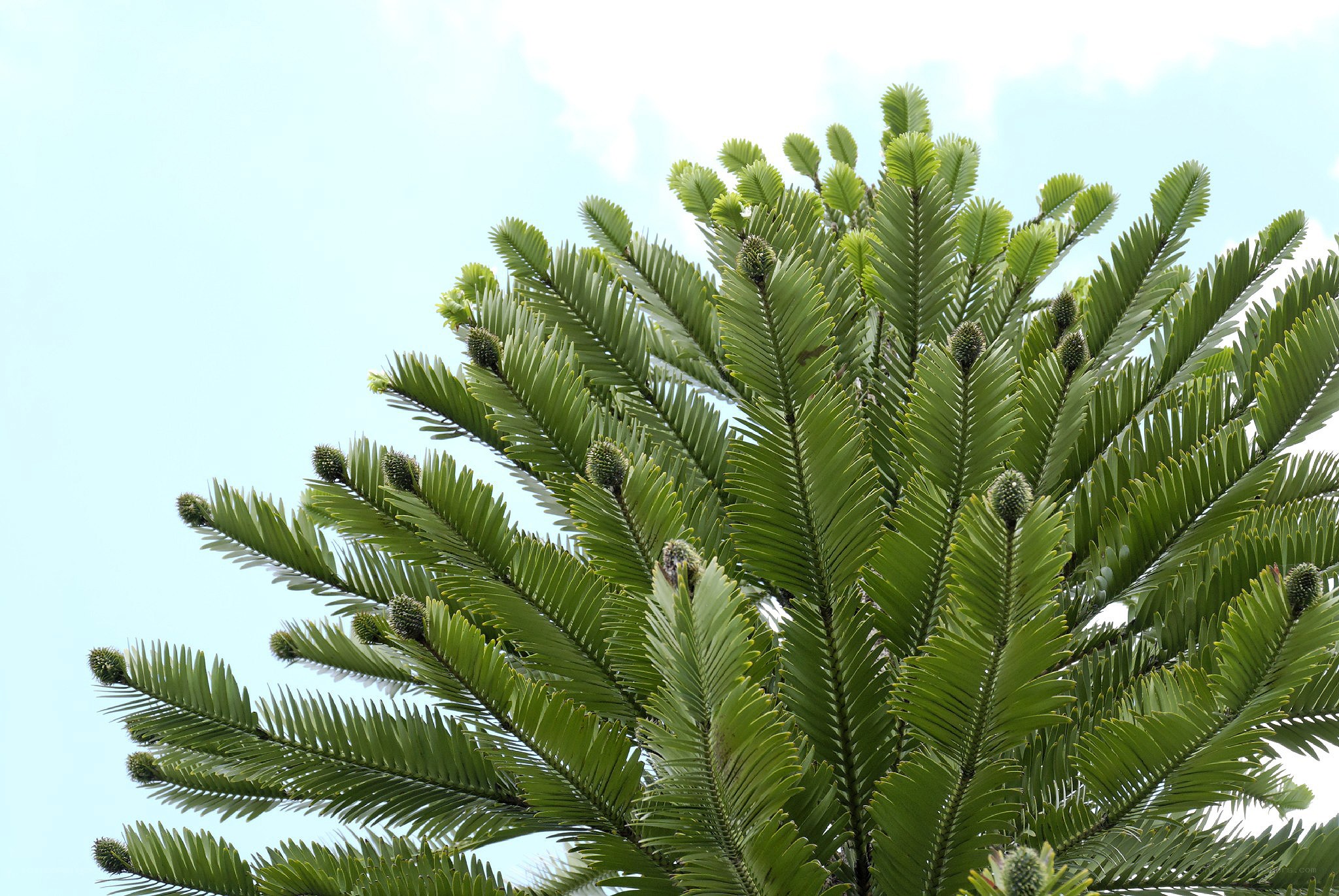 Cycad tree with green fronds