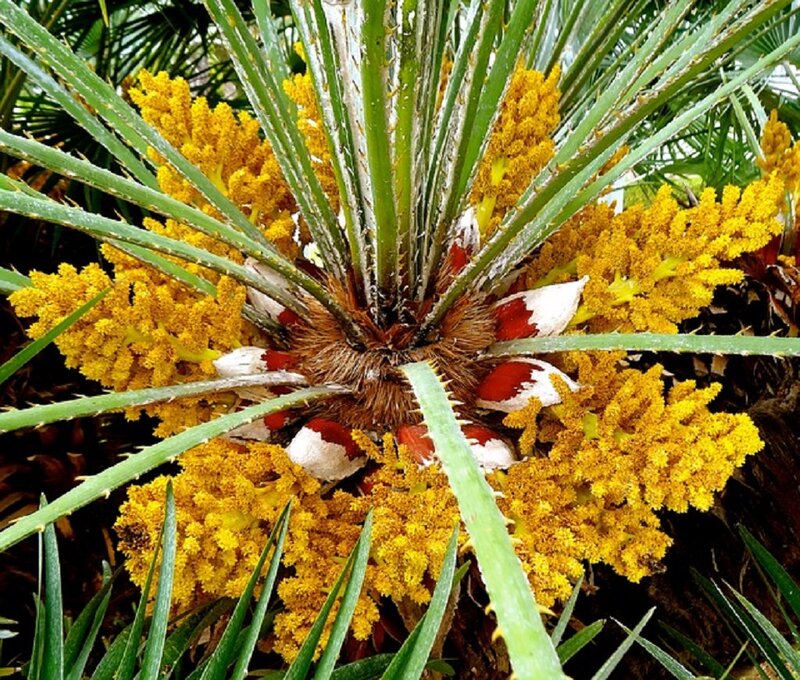 Cycas Plant with Yellow Flowers