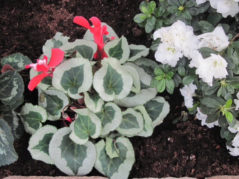 Cyclamen and Azalea Flowers