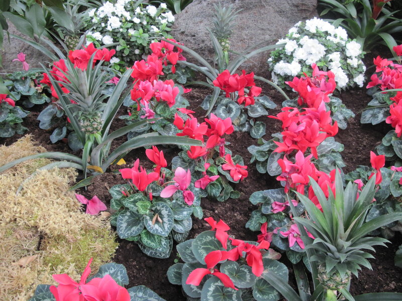 Cyclamen and Pineapple Plants