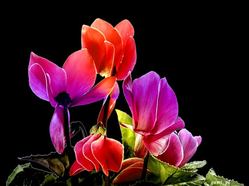 Cyclamen Flowers — Purple