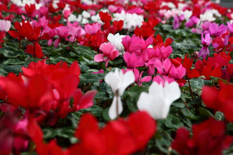 Cyclamen Flowers