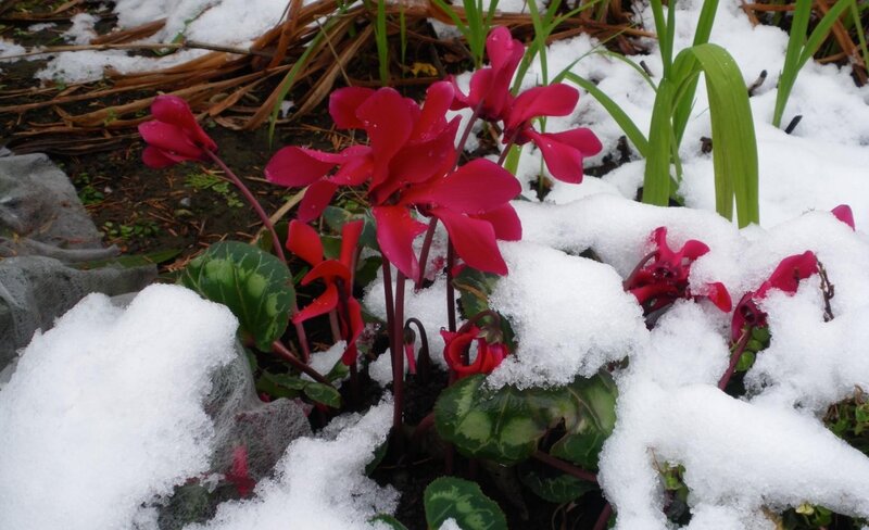 Cyclamen in the snow