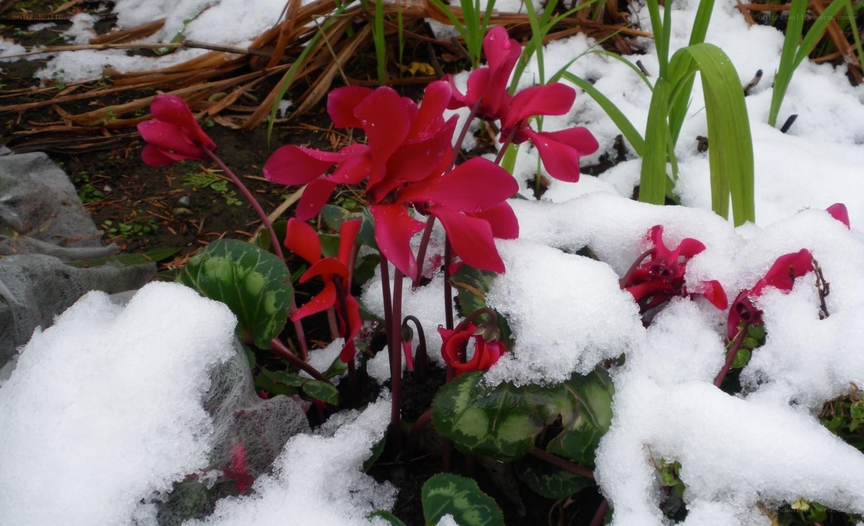 Cyclamen in the snow