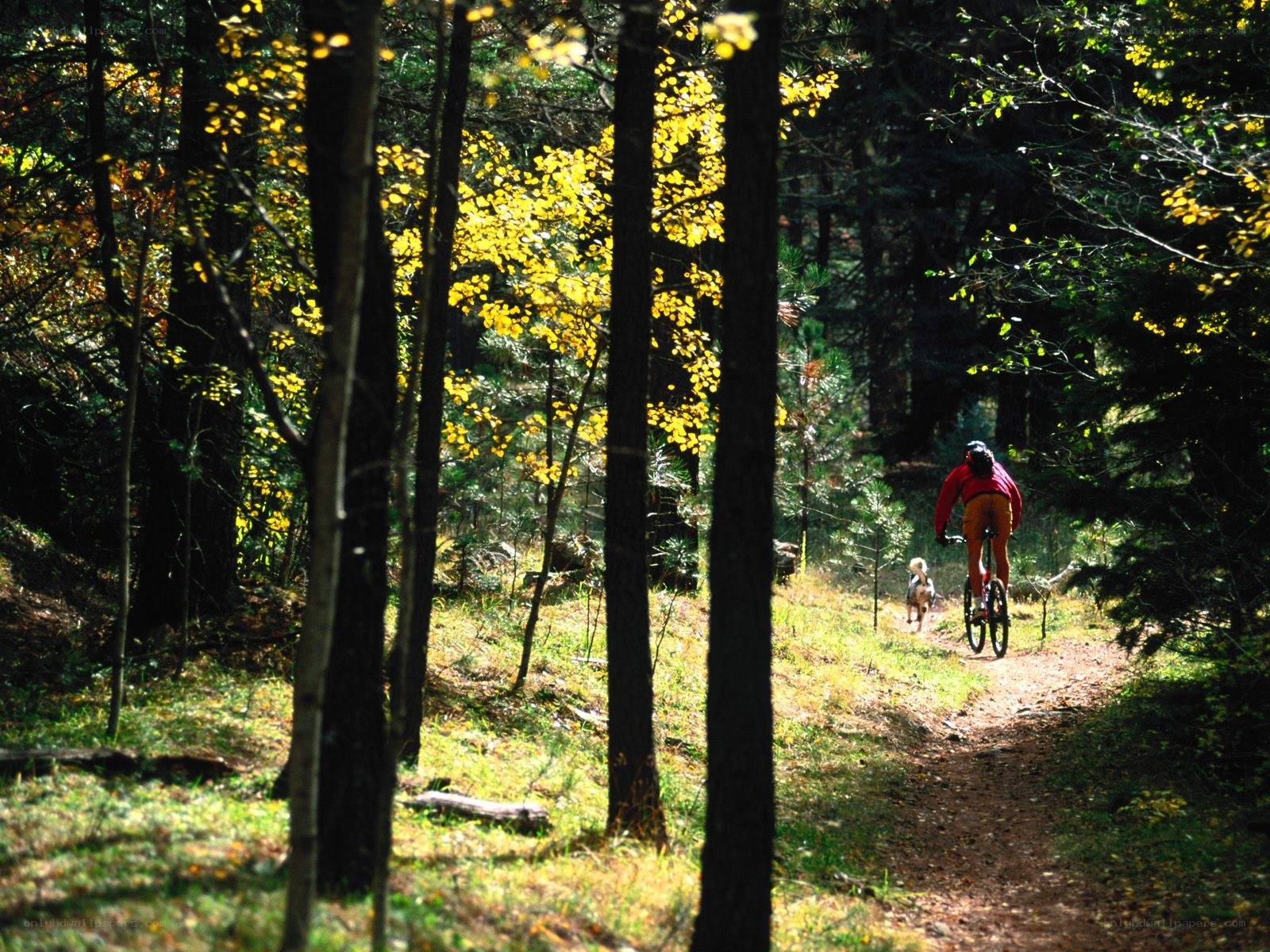 Cyclist and dog in forest