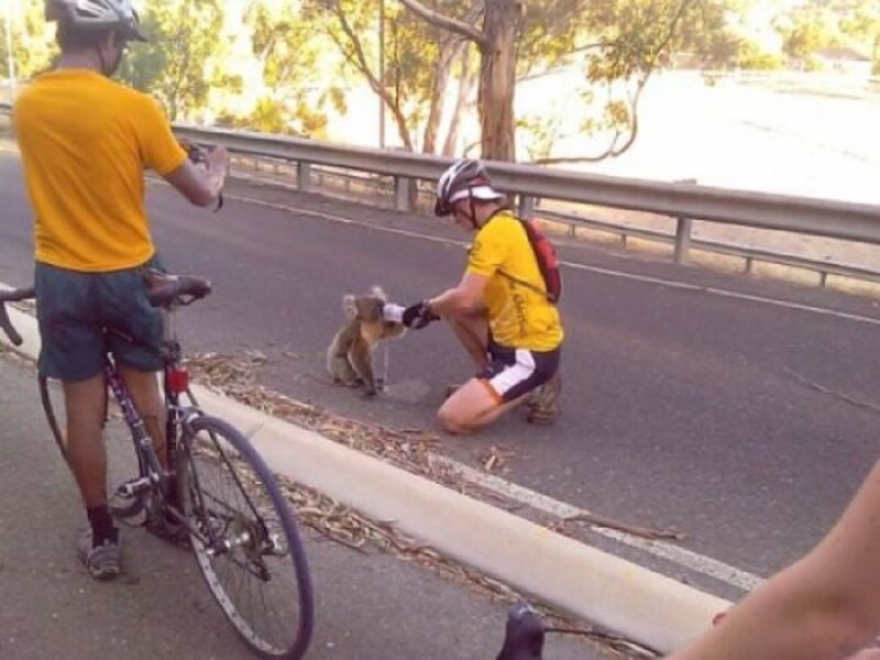 Cyclist Feeding Koala