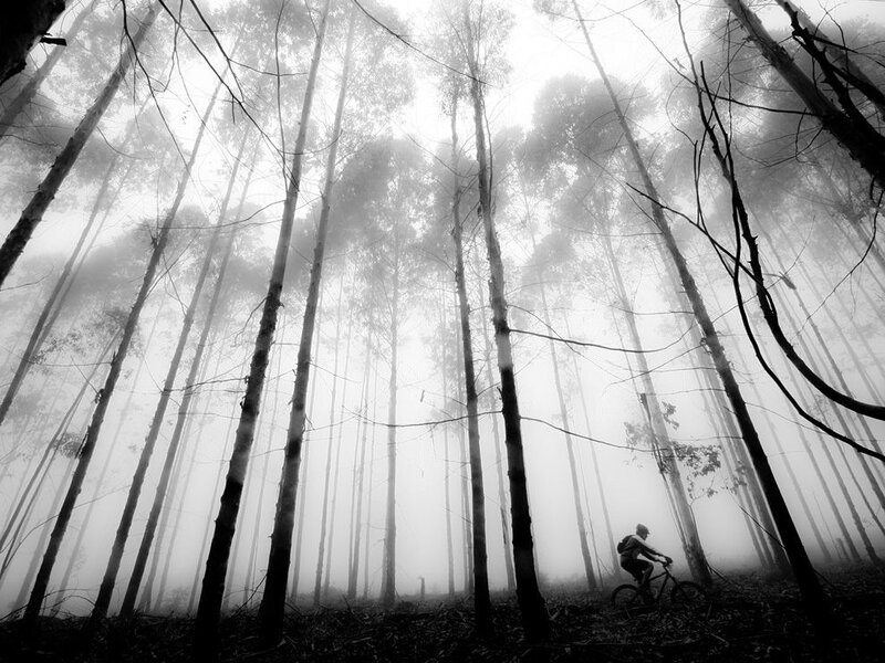 Cyclist in Foggy Forest