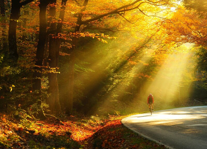 Cyclist on Forest Road