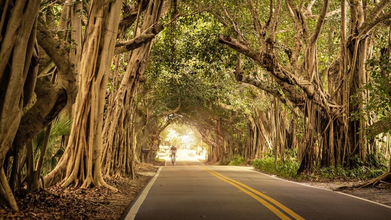 Cyclist on Tree Tunnel Road