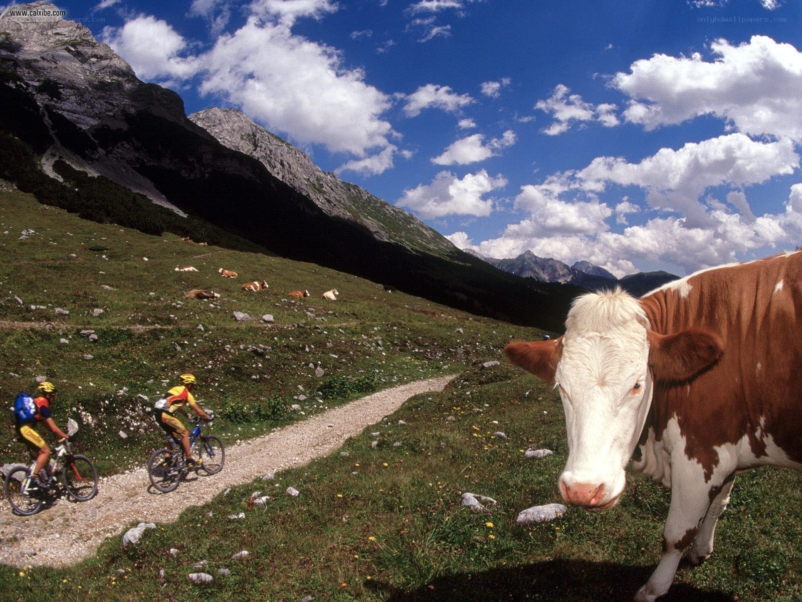 Cyclists and cows in the mountains