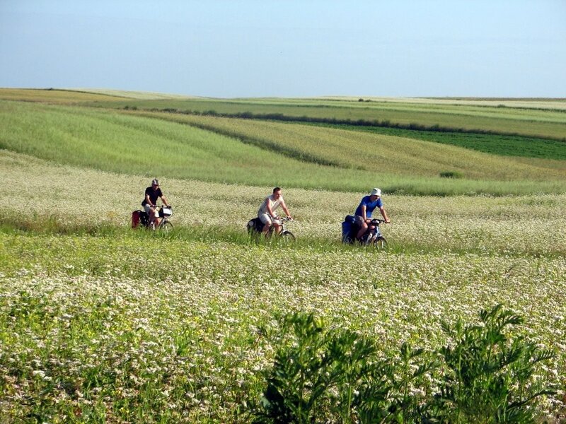 Cyclists in a flower field