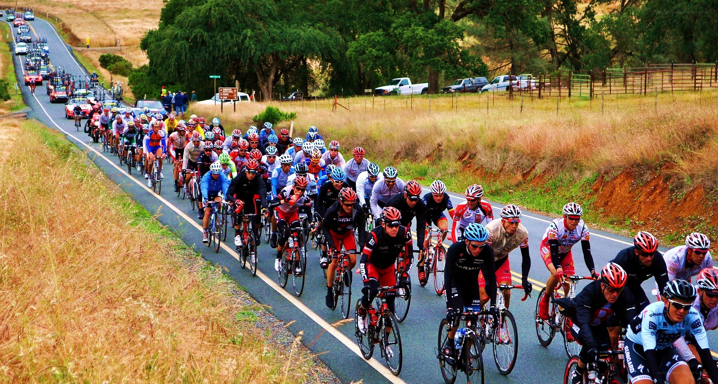 Cyclists in a road race