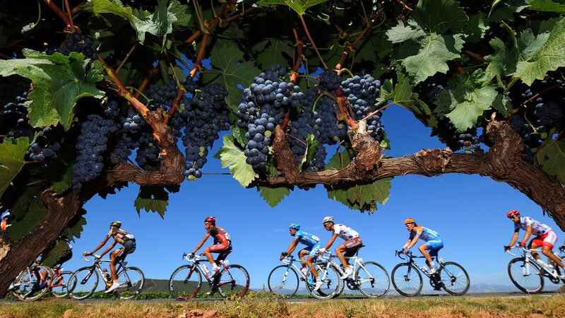 Cyclists in a vineyard