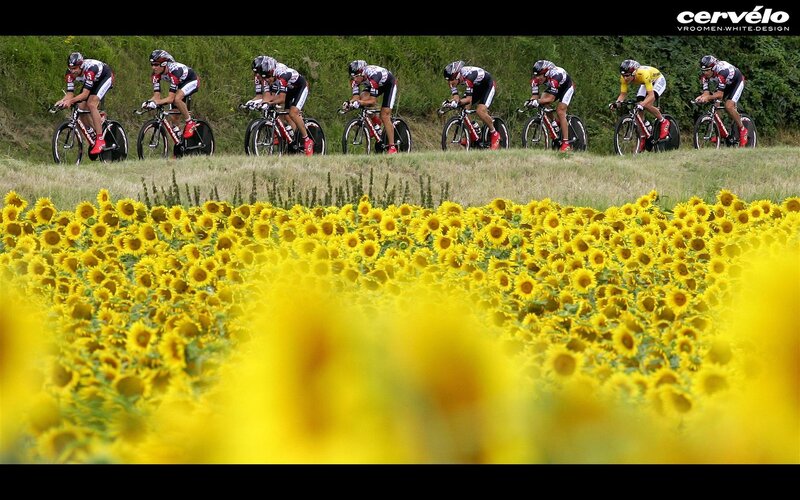 Cyclists in Sunflower Field